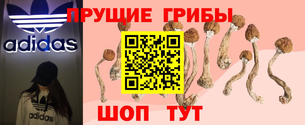 Галлюциногенные грибы Psilocybe Оренбург